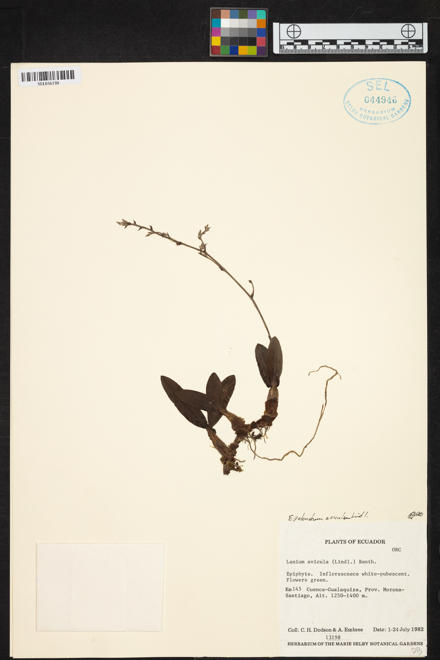 Epidendrum avicula image