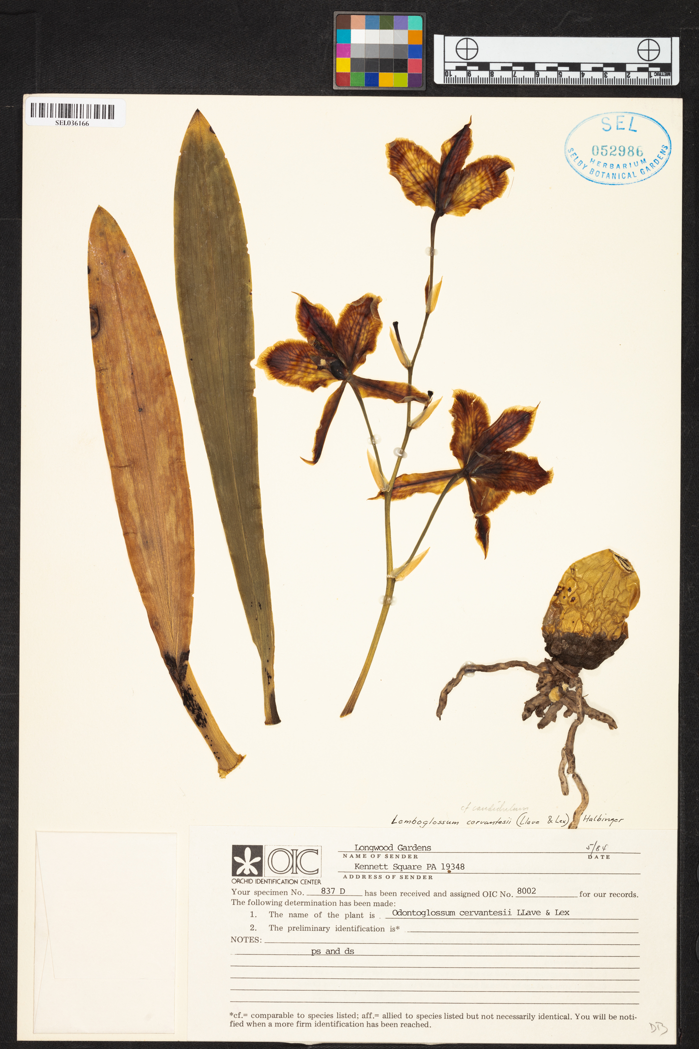 Lemboglossum image