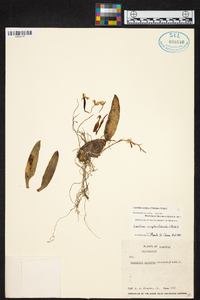 Leochilus scriptus image