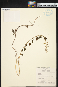 Liparis brachystalix image