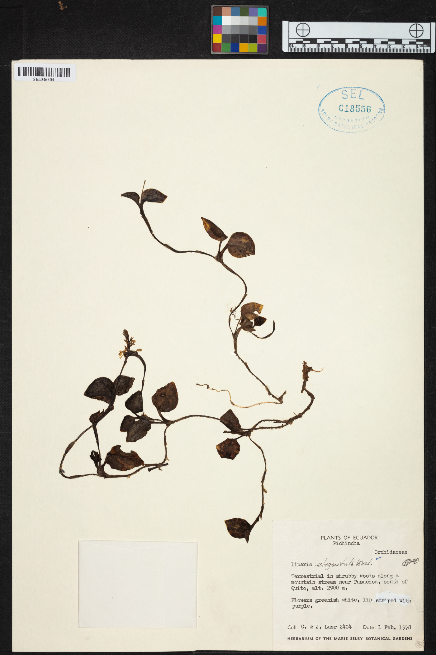 Liparis elegantula image