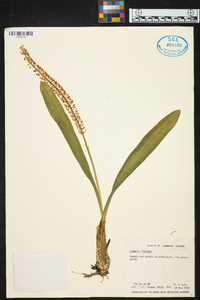 Liparis viridiflora image