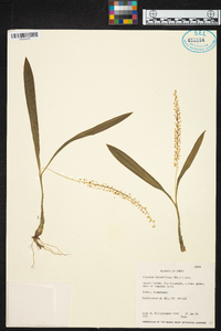Liparis viridiflora image
