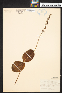 Listera ovata image