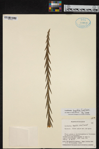 Lockhartia longifolia image