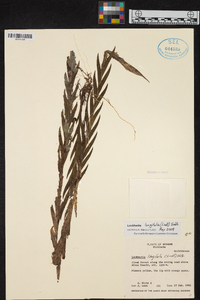 Lockhartia longifolia image