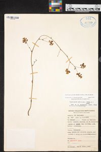 Trichocentrum oerstedii image