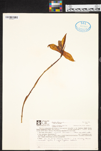 Lycaste virginalis image