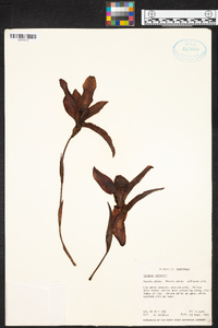 Lycaste virginalis image