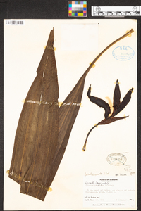 Sudamerlycaste gigantea image