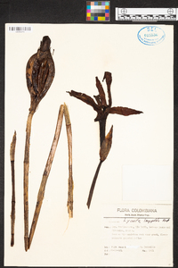 Maxillaria longipetala image