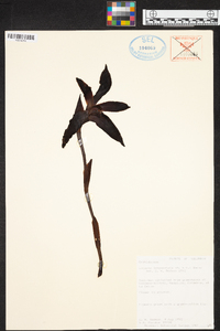 Maxillaria longipetala image