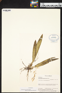 Macradenia brassavolae image