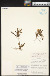 Macroclinium ramonense image