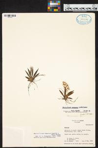 Macroclinium ramonense image