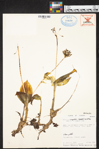 Malaxis crispifolia image