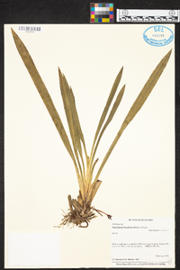 Maxillaria bicallosa image