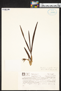 Image of Maxillaria scorpioidea