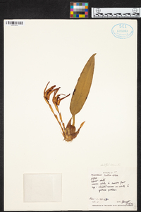Image of Maxillaria luteoalba