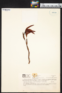 Maxillaria striata image