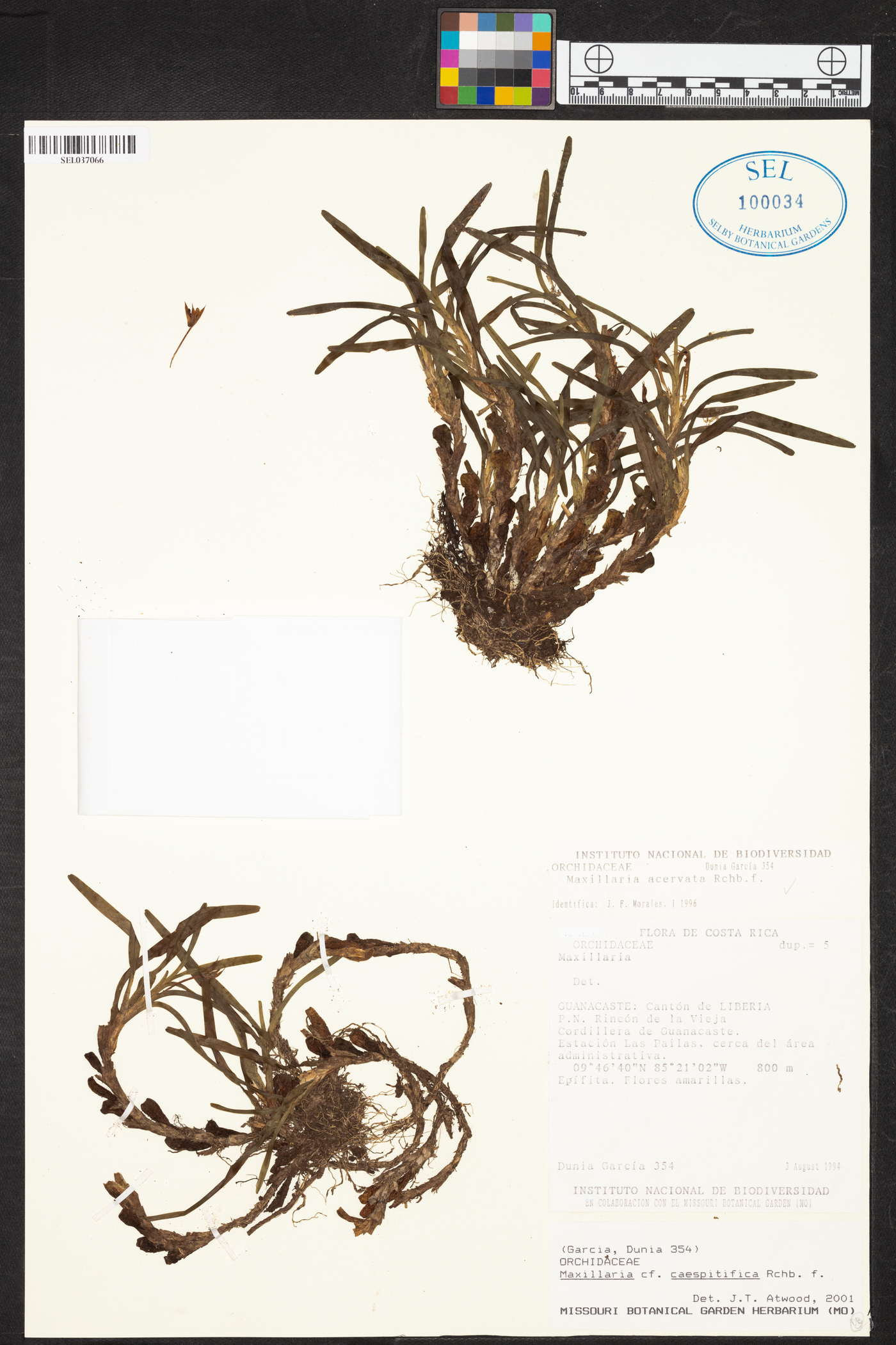 Maxillaria caespitifica image