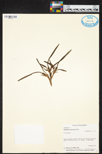 Maxillaria acervata image