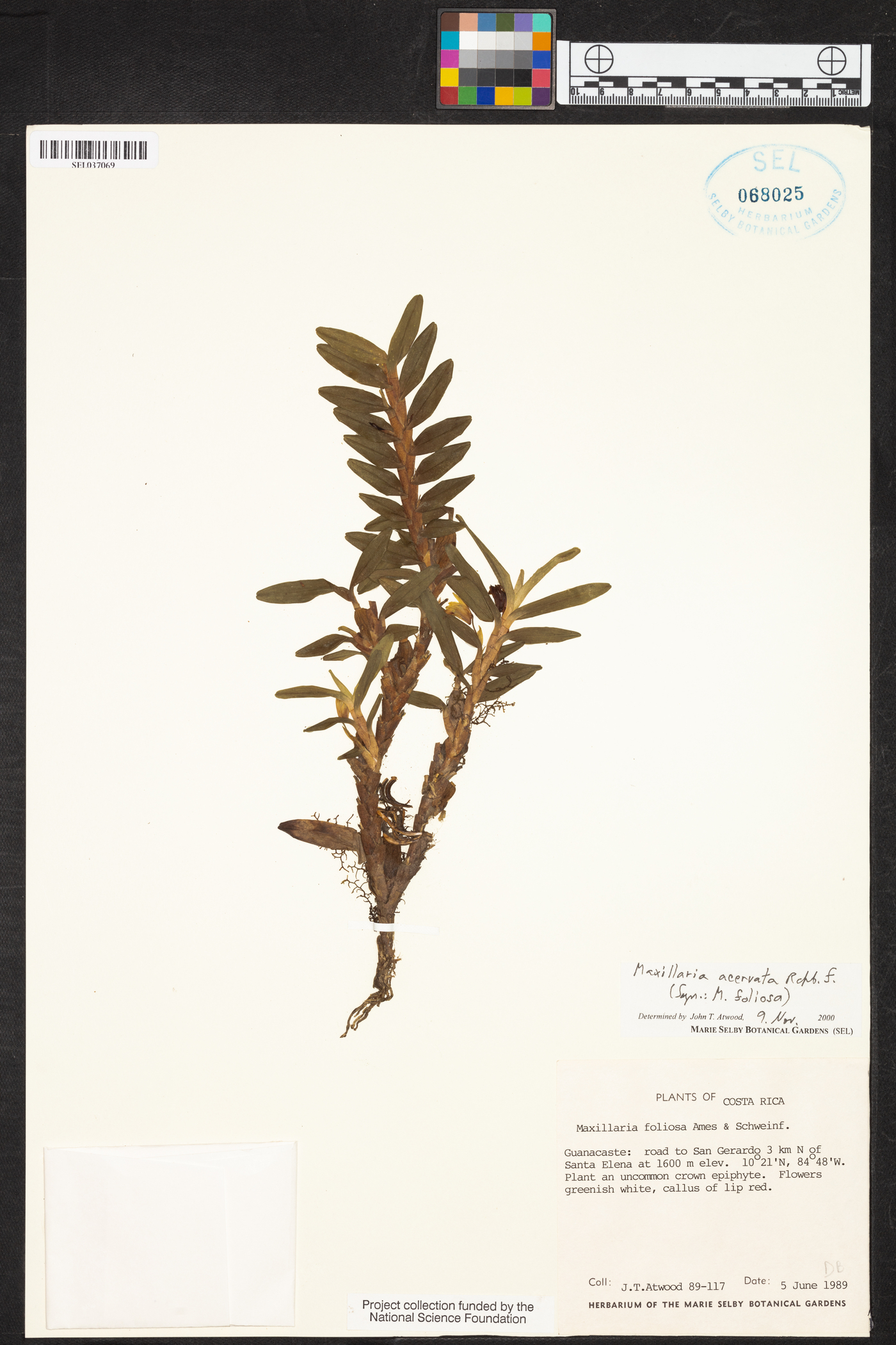 Maxillaria acervata image