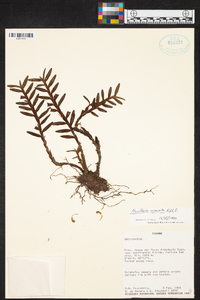 Maxillaria acervata image
