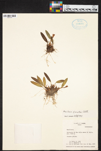 Maxillaria acostae image