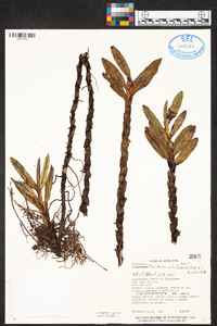 Maxillaria adendrobium image