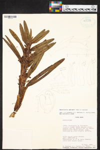 Maxillaria adolphi image