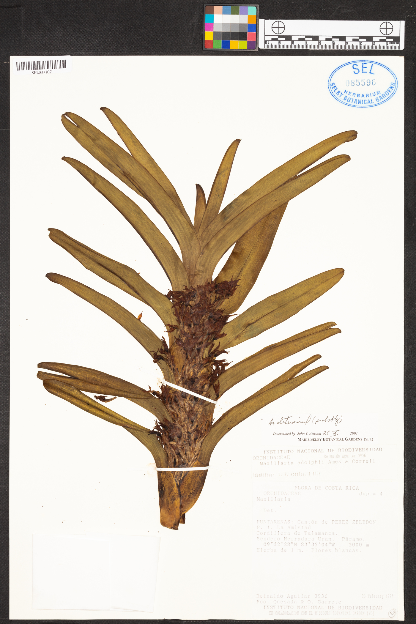 Maxillaria adolphi image