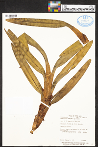 Maxillaria adolphi image