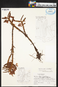 Maxillaria allenii image