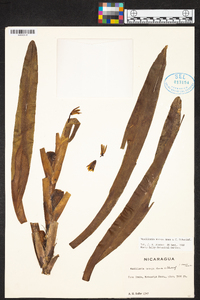 Maxillaria anceps image