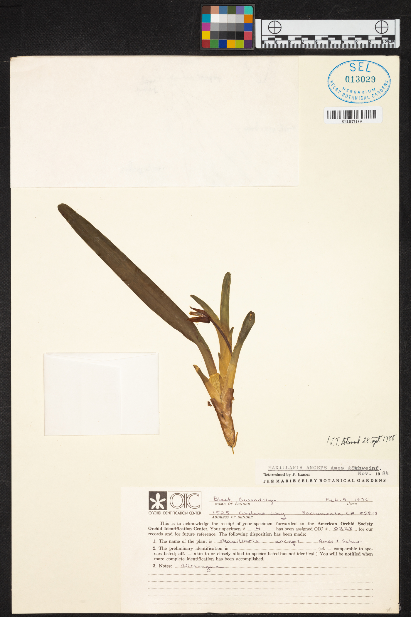 Maxillaria anceps image