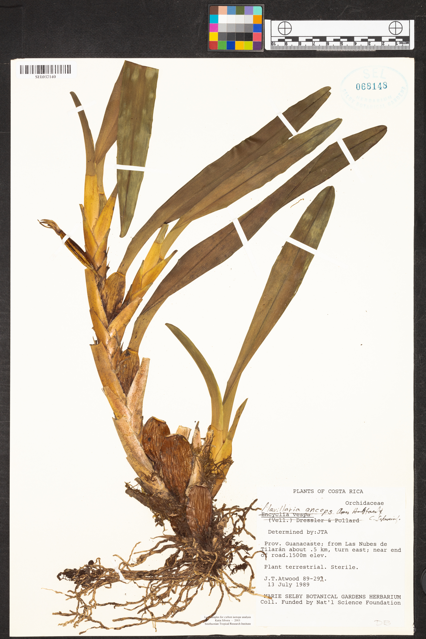 Maxillaria anceps image