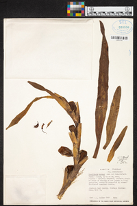 Maxillaria anceps image