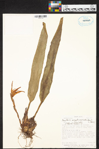 Maxillaria angustisegmenta image