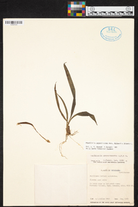 Maxillaria angustissima image