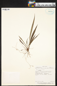 Maxillaria angustissima image