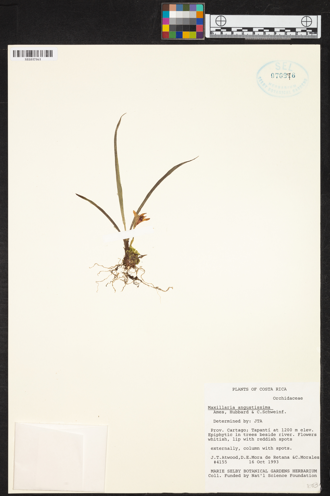 Maxillaria angustissima image