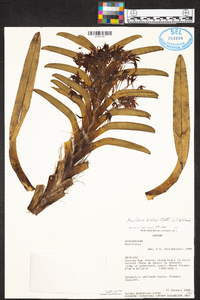 Maxillaria biolleyi image
