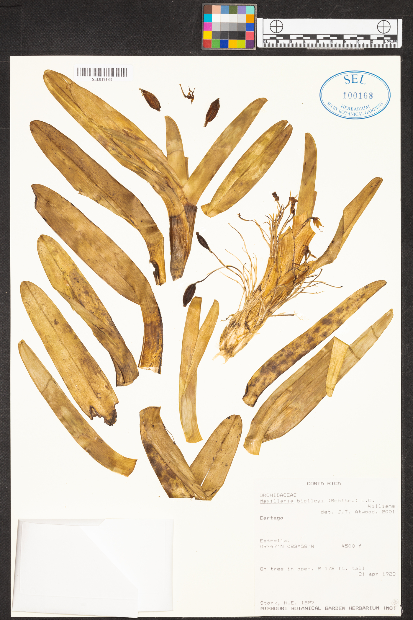 Maxillaria biolleyi image