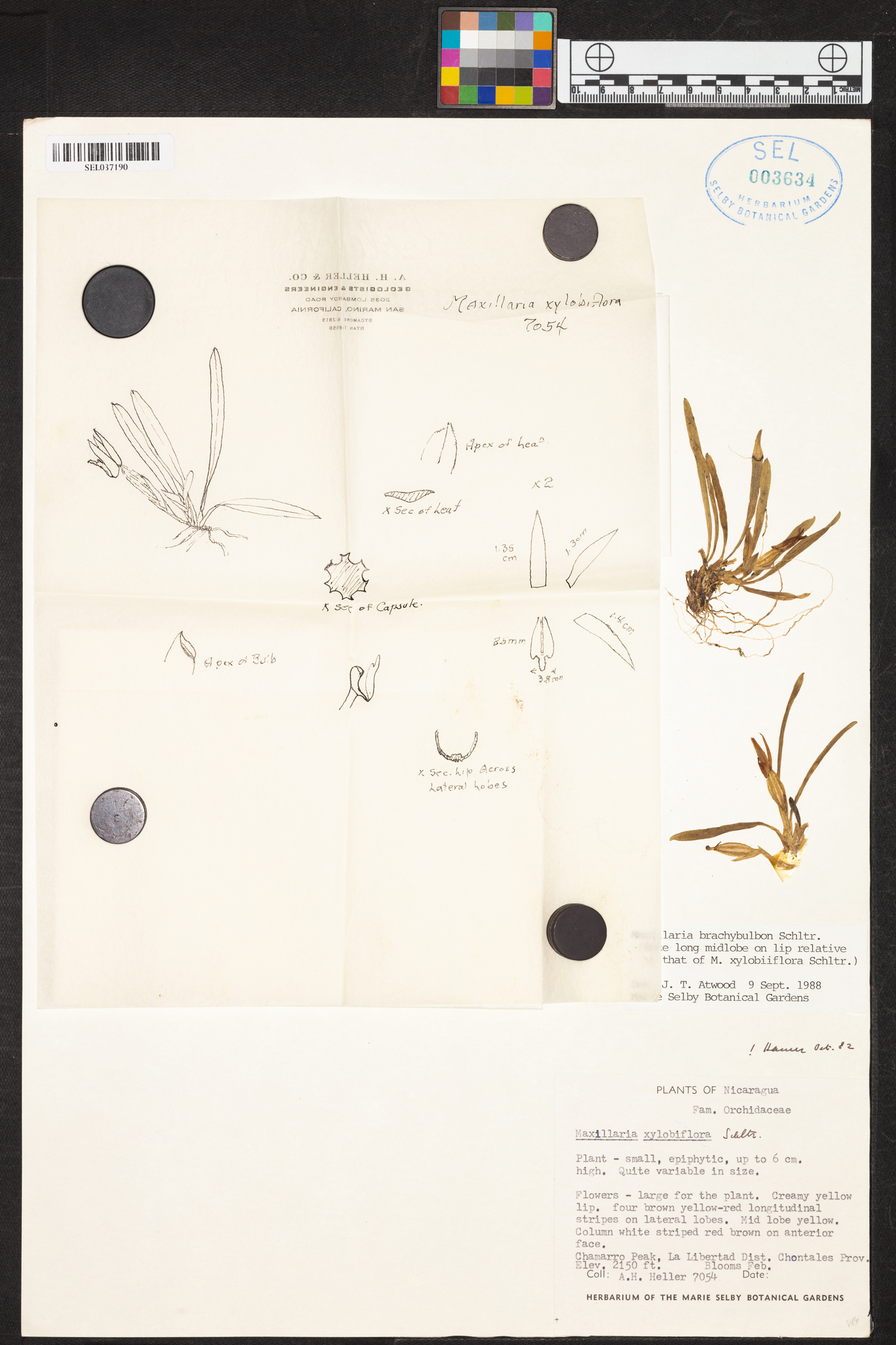 Maxillaria brachybulbon image