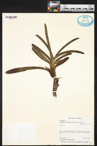 Maxillaria bracteata image