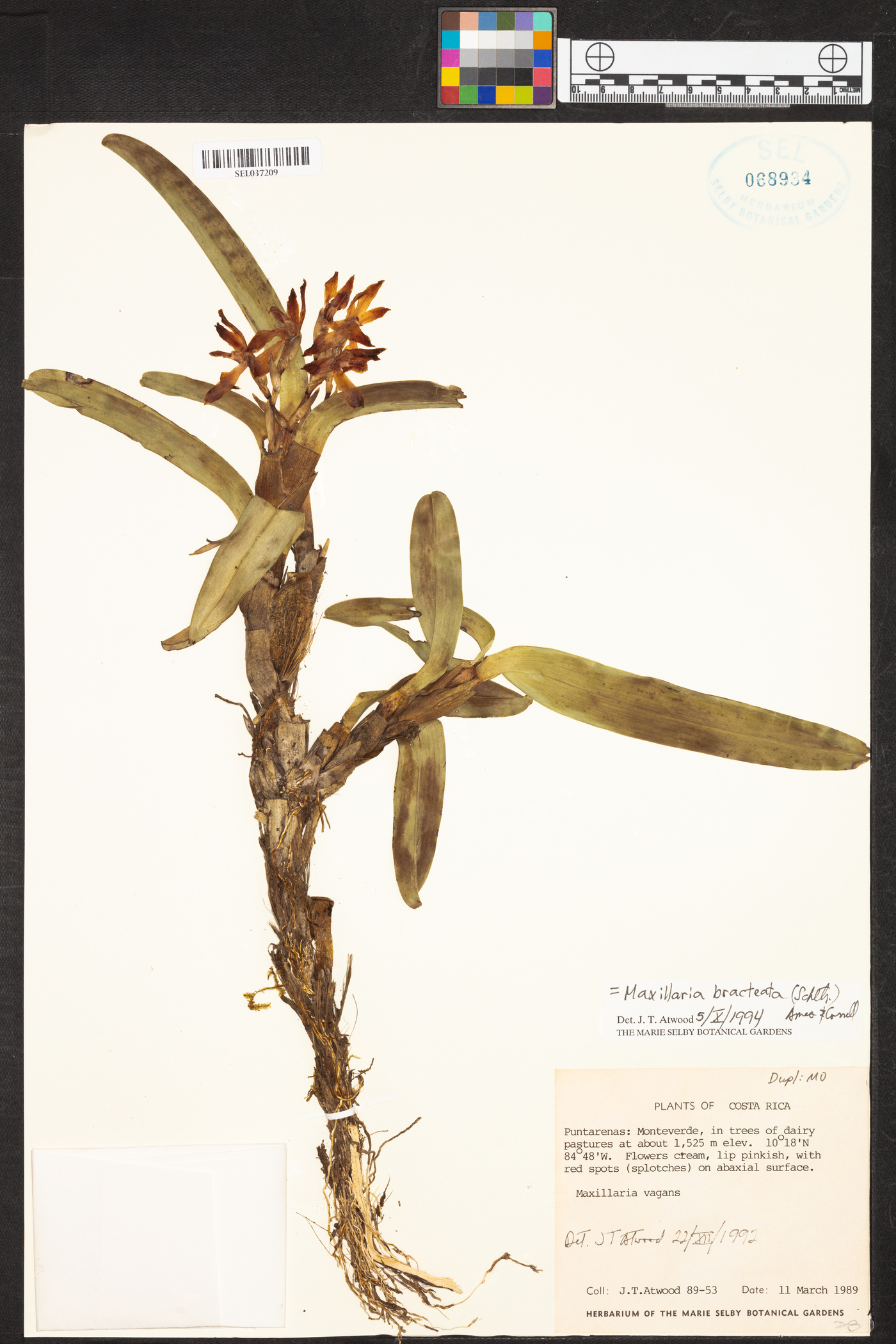 Maxillaria bracteata image