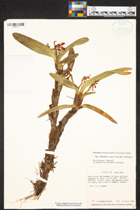 Maxillaria bracteata image