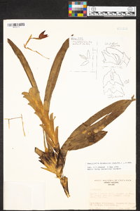 Maxillaria bradeorum image