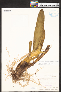 Maxillaria bradeorum image